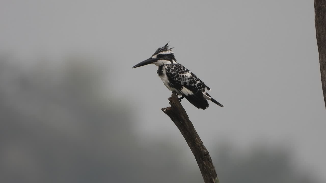 Pied Kingfisher - waiting for hunt