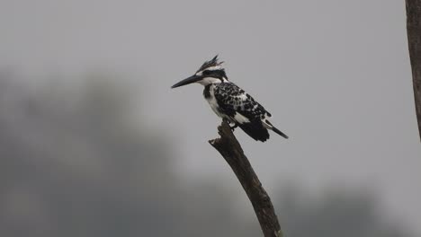 Ratteneisvogel---Warten-Auf-Die-Jagd