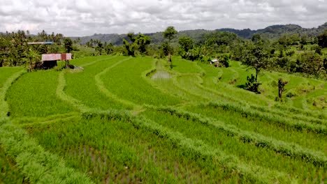 aerial drone fly over rice field in bali, indonesia