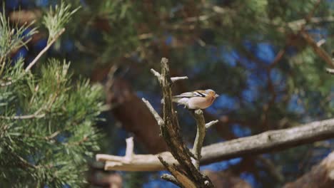 Buchfink-Vogel-Thront-Auf-Einem-Baum-Im-Nationalpark-Hoge-Veluwe,-Niederlande