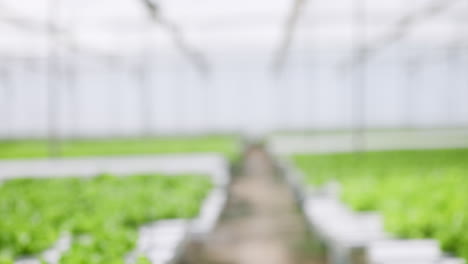 hydroponic farm, plants and people handshake