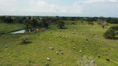 Vista-Aérea-De-Drones-De-Un-Gran-Grupo-De-Ganado-En-Una-Granja-En-América-Del-Sur-4k