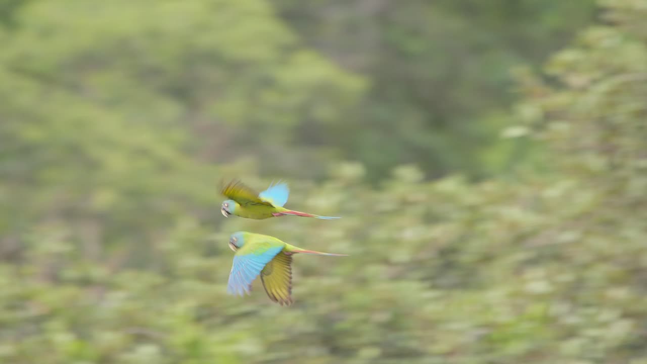 Pair of blue headed macaw flying across the Peruvian forest Panning shot
