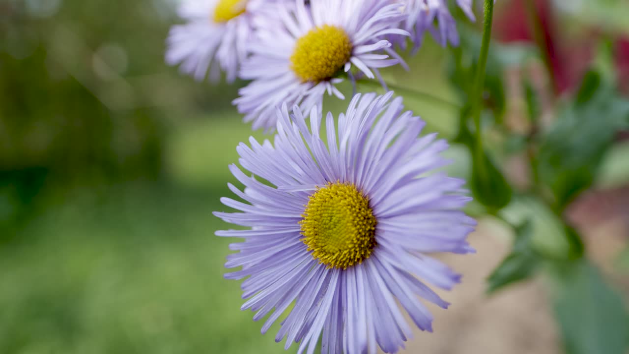 Callistephus chinensis violet winter aster in autumn garden close up
