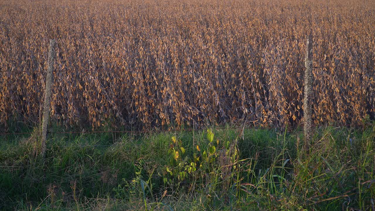 A wire fence delimitates a golden soyben field.