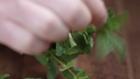 Close-up-shot-of-hands-of-a-man-plucking-fresh-mint-leaves-on-wooden-table