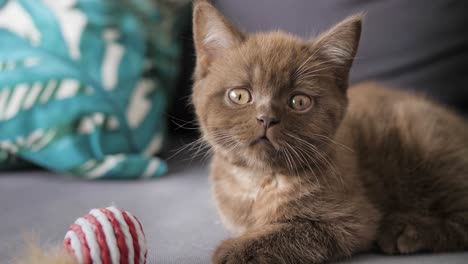 lindo gatito mirando a su alrededor y olfateando, moviendo la cabeza de izquierda a derecha