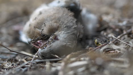 black ants consuming a dead bird laying on the ground