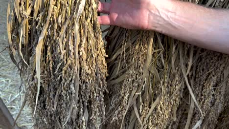 hands inspecting rice grains in thailand