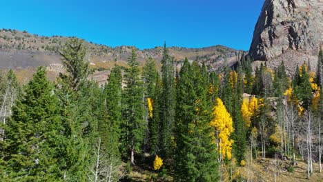 Aerial-Flying-over-Pine-tree-forest-at-Lake-Blanche-trail-in-Big-Cottonwood-Canyon-Utah