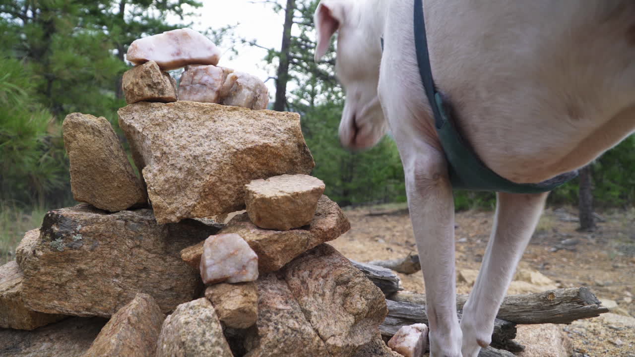 Cane bianco annusa un cumulo di pietre durante un'escursione in una foresta sempreverde.