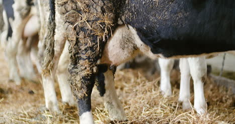 vacas lecheras listas para ordeñar en la producción de leche de granja 2