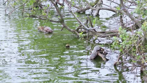 turtles interacting in a serene pond environment