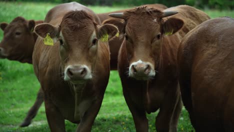 two beautiful corious brown cows standing on a green meadow and looking at the camera when a third cow is joining