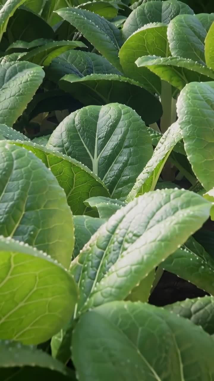 Vertical video: Sunlight shifting causing leafy greens glinting while camera pulling back in garden