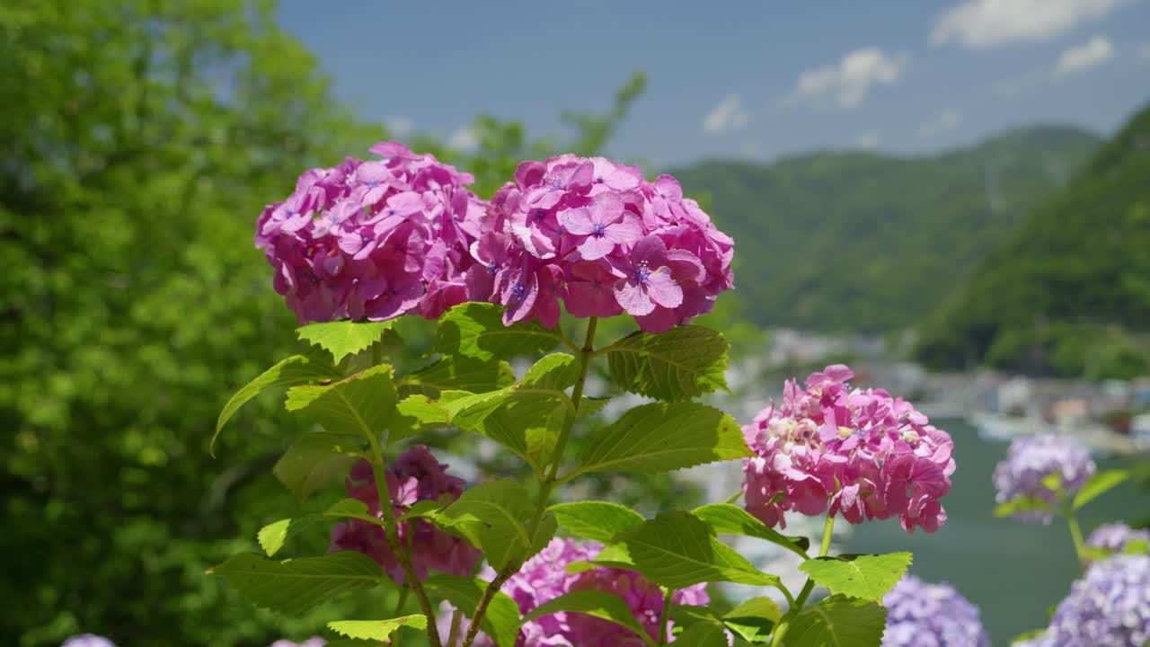 Close up over beautiful pink Hydrangea in full bloom