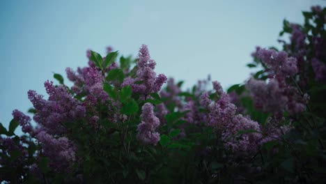 Flores-Lilas-Frescas-De-Primavera-Se-Mecen-En-La-Brisa-De-La-Mañana