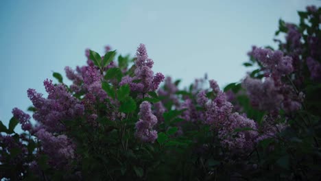 fresh spring lilac flowers sway on a morning breeze