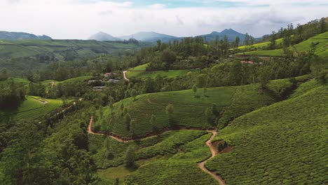 Teeplantagen-In-Der-Umgebung-Von-Munnar,-Kerala,-Indien