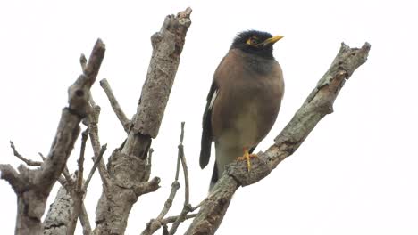 Myna-Vogel-Im-Regen-Und-Einen-Platz-Finden,-Um-Trocken-Im-Baum-Zu-Bleiben