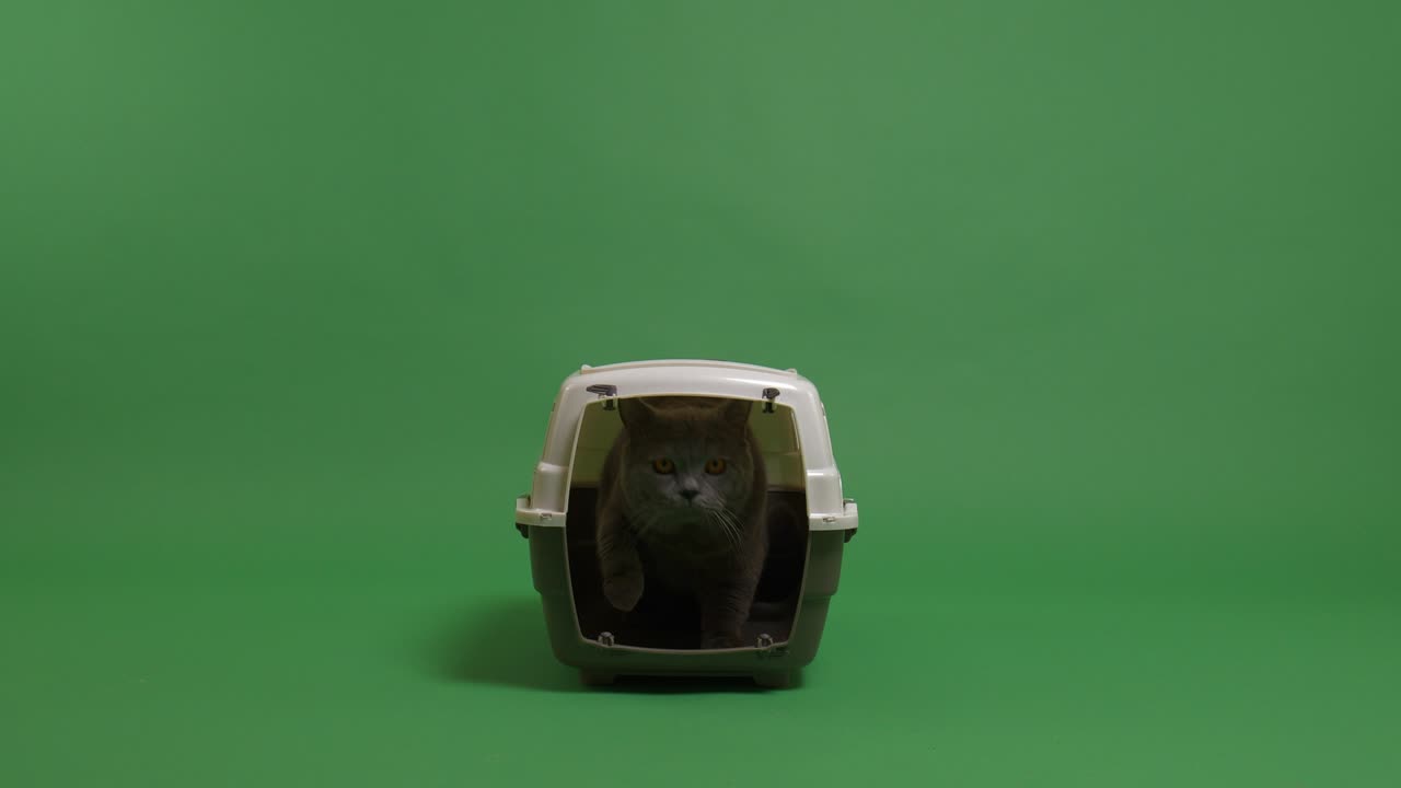 gato saliendo de un transportador