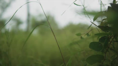 a rack focus establishing shot revealing the concealed location in the middle of thick dense natural vegetation surrounded by grass, shrubs and plant life, india