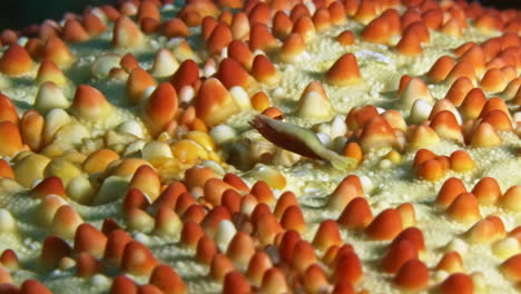 elusive starfish shrimp carefully crawling on a seastar to keep safe by not attracting attention