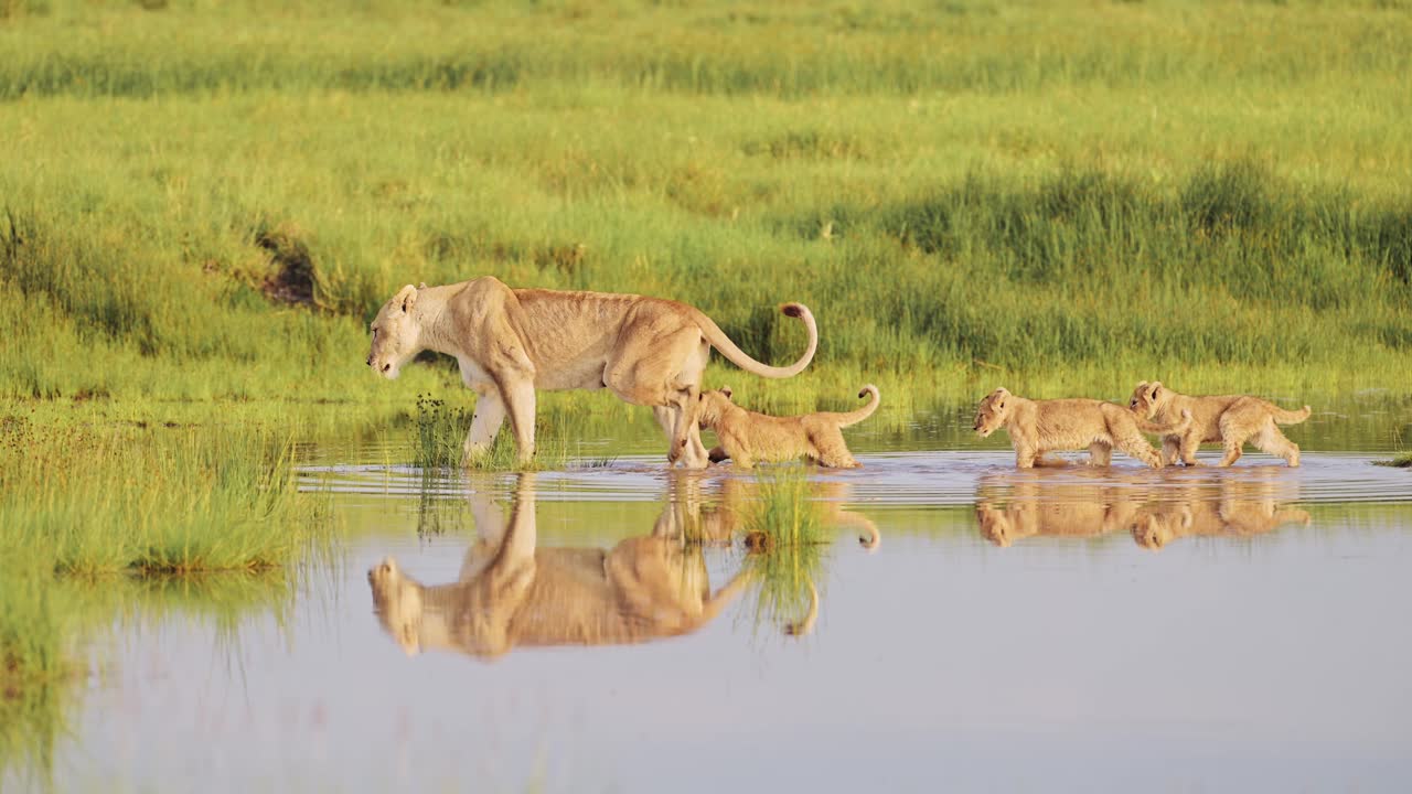 slow motion leeuwen die een rivier oversteken in afrika in tanzania in serengeti, trots van leeuwenkinderen en leeuwinnen die over het water lopen in moerassen en moerassen landschapssceneren, dieren die zich weerspiegelen in het water