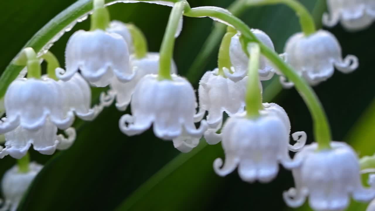 Close-up video of delicate white flowers with a blurred green background, capturing intricate