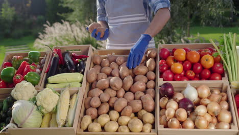 Un-Vendedor-Con-Guantes-Prepara-Verduras-De-Temporada-En-El-Mostrador-De-Un-Mercado-De-Agricultores.