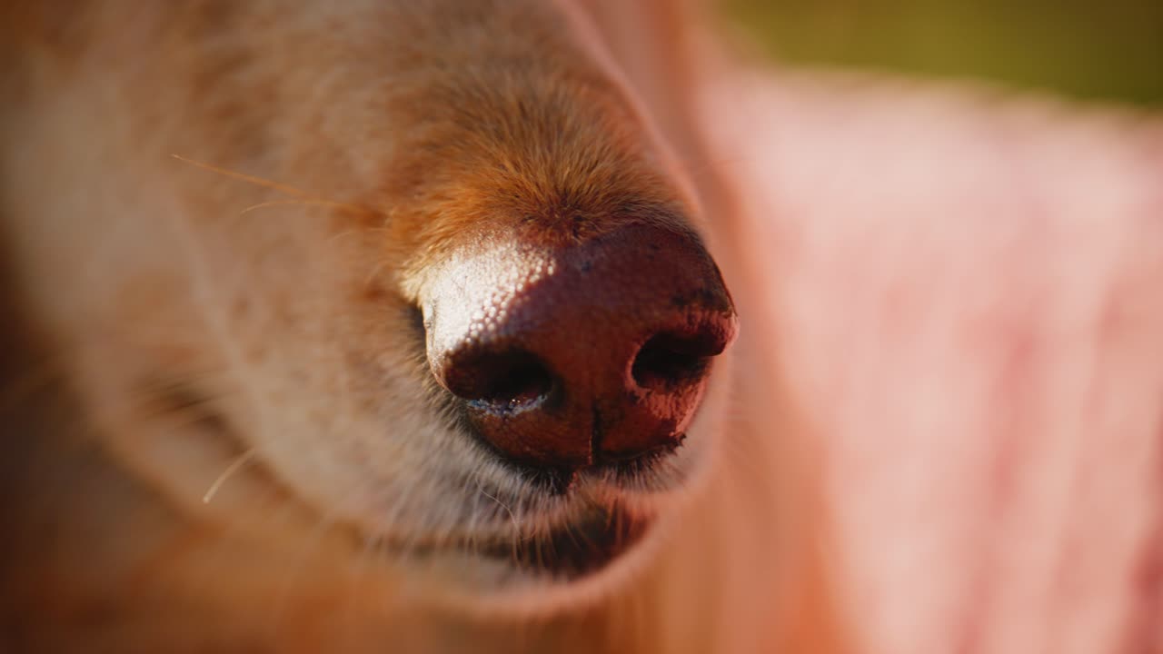 Close-up of a Dog's Nose Capturing the Intricate Details and Texture of Its Fur, Showcasing the Beauty and Sensitivity of Canine Features in a Natural Light Setting