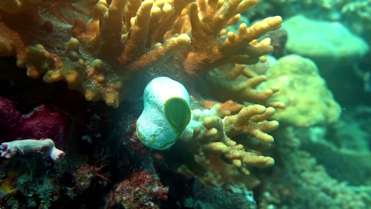 Tunicate and Sinularia coral on tropical coral reef.