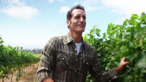 hombre guapo en busca de uva de vino
