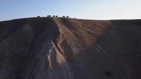 Antena-Ascendente-Revela-Obra-De-Arte-De-Manada-De-Bisontes-De-Búfalo-En-La-Cima-De-Una-Colina-De-Tierras-Baldías