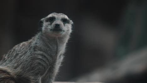 erdmännchen mit neugierigem gesicht, das sich umschaut