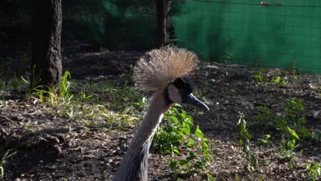 Close-up-of-the-head-of-a-grey-crowned-crane-in-an-enclosure