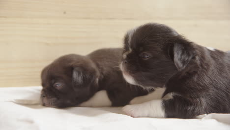 linda foto de cachorros japoneses de 3 semanas durmiendo y bostezando