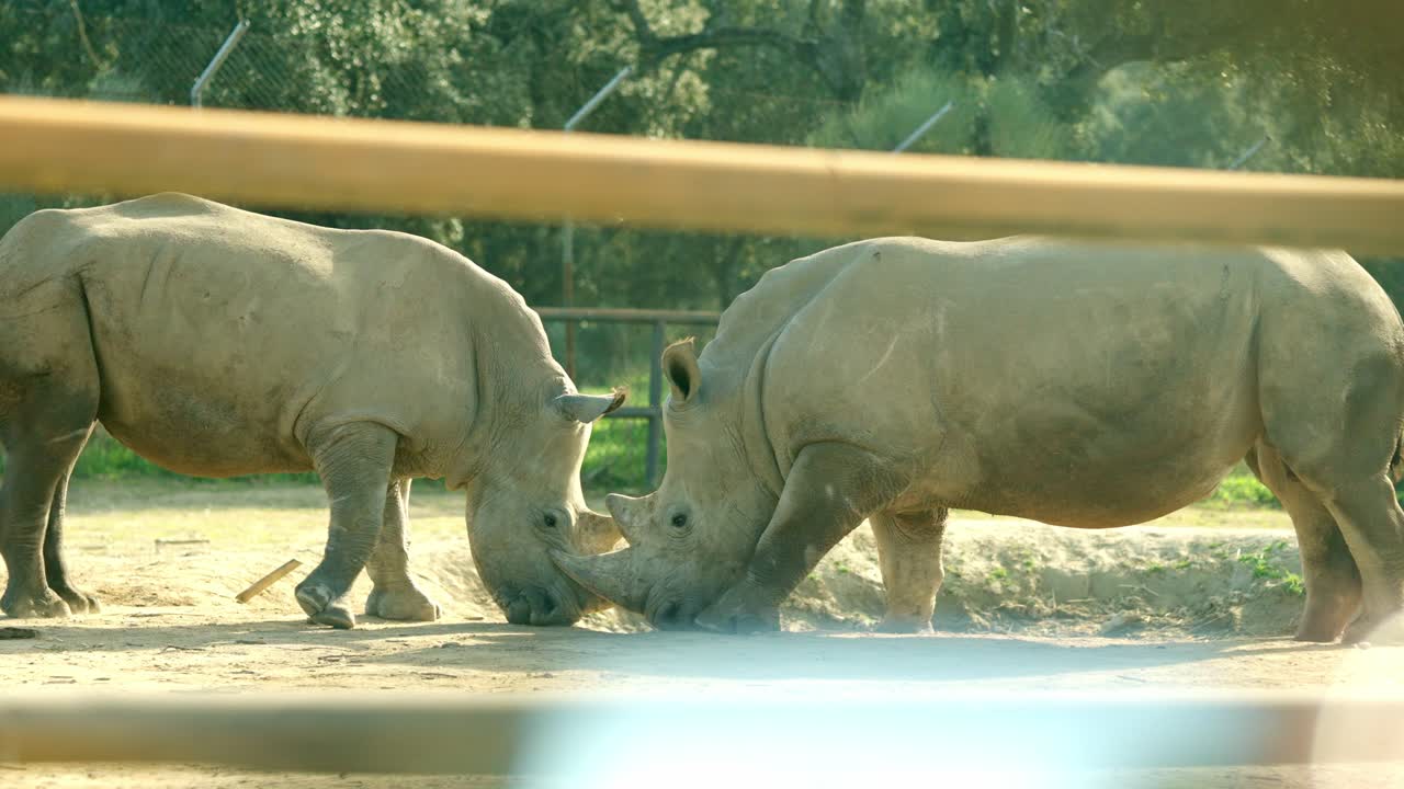 Two white rhinos touching horns in a zoo enclosure
