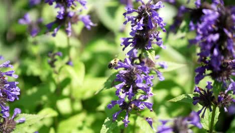 Bee-flies-in-slow-motion,-side-view-as-it-enters-into-bell-shaped-flower-promoting-pollination