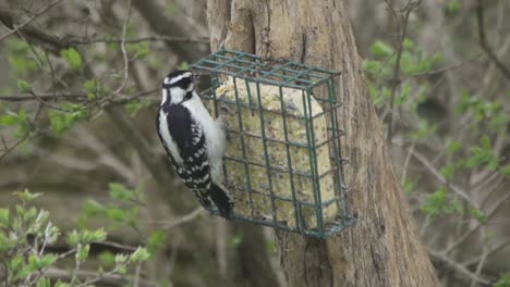 toma en cámara lenta de un pájaro carpintero peludo alimentándose de un comedero para pájaros sebo