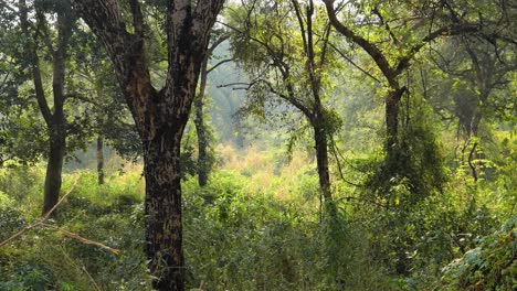 la selva de la india. el parque nacional de ranthambore rajasthan india. la hermosa naturaleza de la india