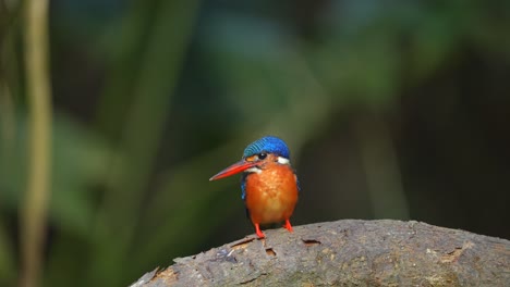 Ein-Kleiner,-Flinker-Blauohr-Eisvogel-Stand-Auf-Einem-Baumstamm