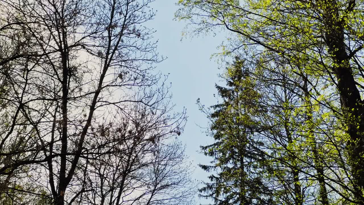 view through the branches of trees on the flying helicopter of rescue services in emergency situations in sunny day