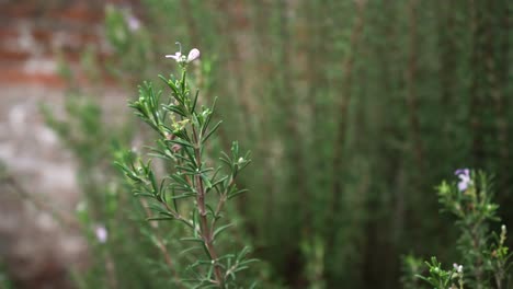 Rosmarinpflanze-Mit-Blume-Im-Garten