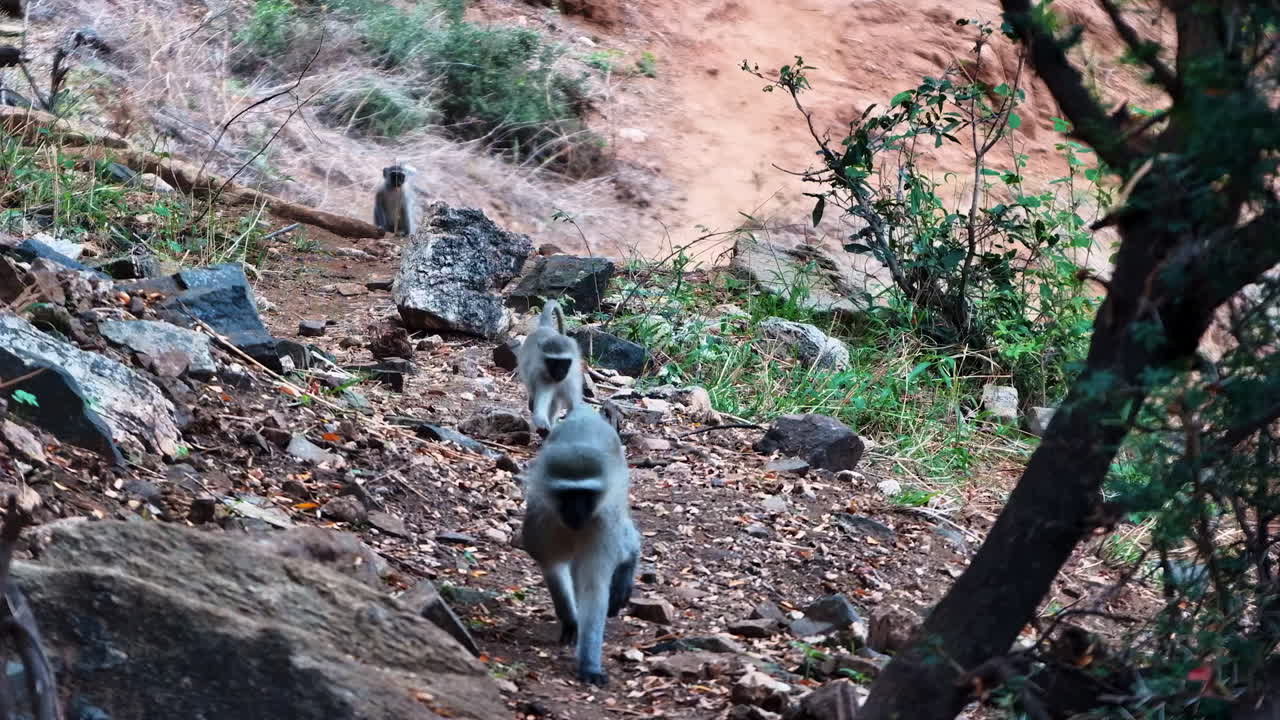 A troop of Vervet monkeys walks in single file down a rocky path in the wild