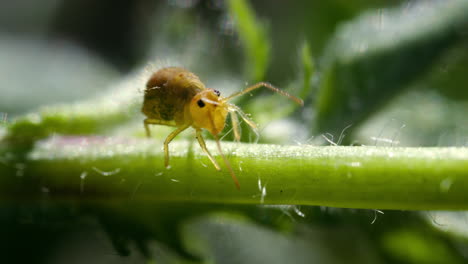 Yellow Globular Springtail walks on green stem of plant, macro view