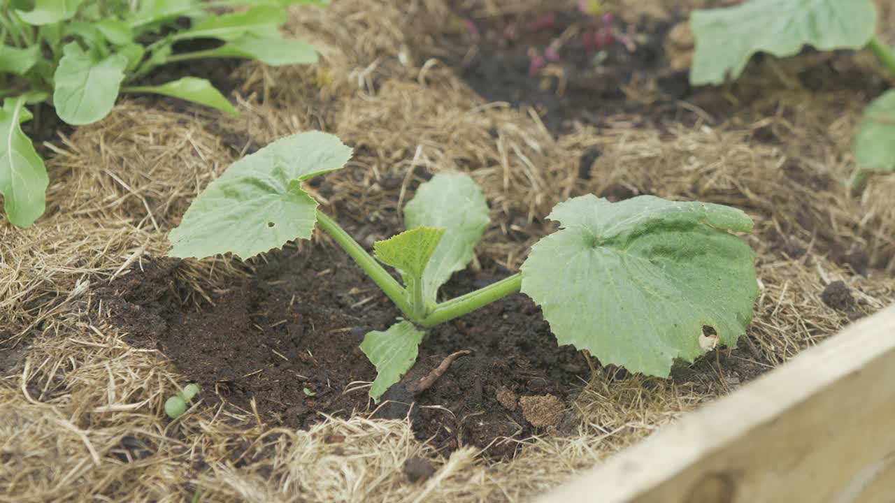Cucumber plant growing among raised vegetable bed