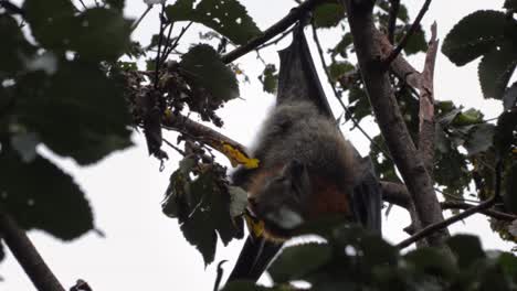 murciélago de la fruta zorro volador colgando boca abajo de la rama del árbol limpiándose, cerrar, día maffra, victoria, australia