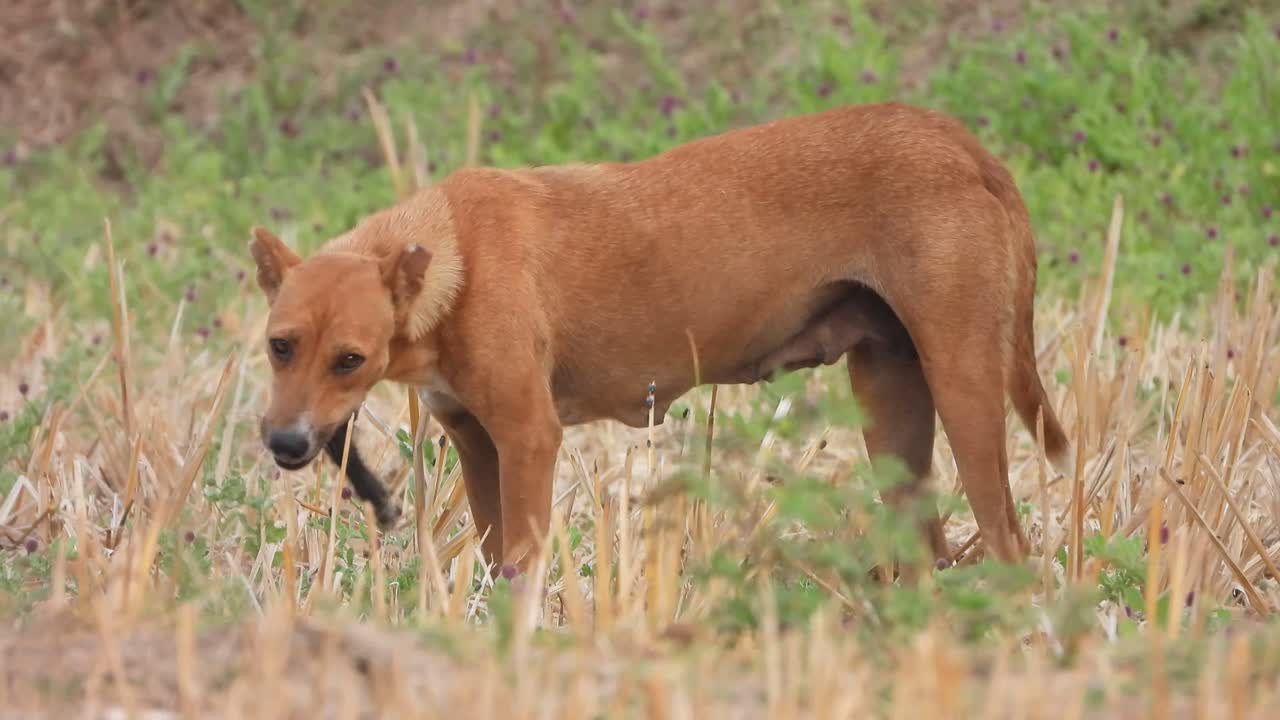 Dog eating pig legs .