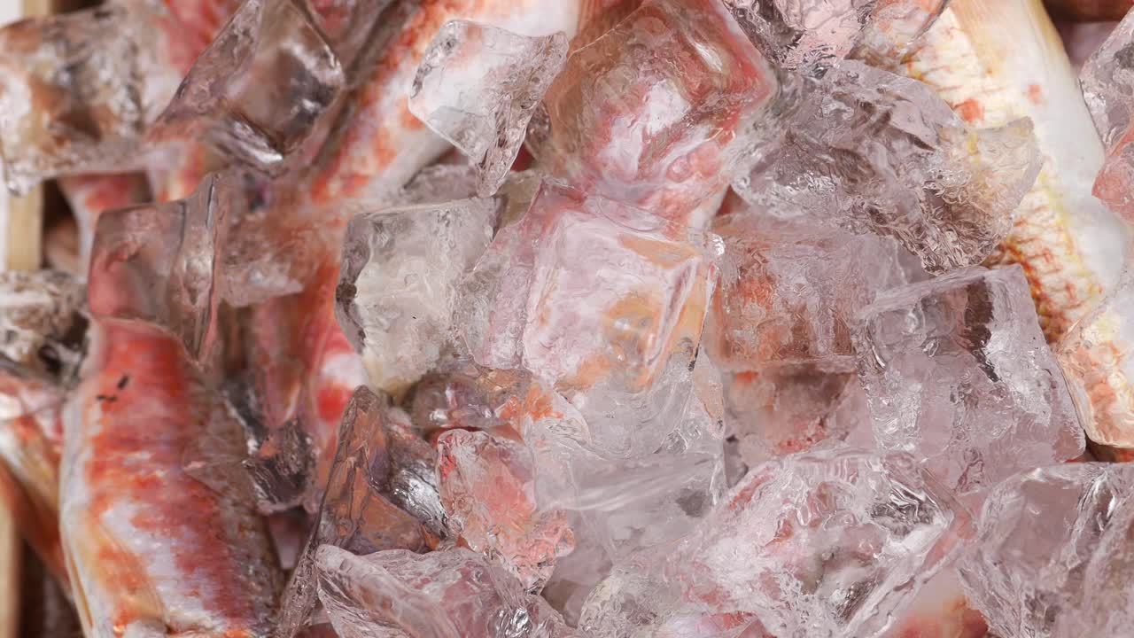 Fresh Red Fish on Ice
